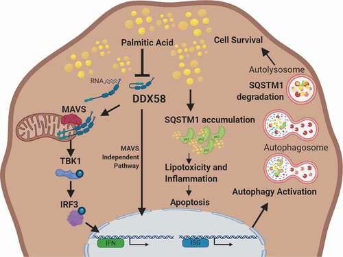 Figure 8. MODEL: DDX58 regulates autophagy in palmitic acid-induced lipotoxicity by controlling SQSTM1 expression and accumulation. DDX58 expression and activity are hindered by excessive lipids, however increasing DDX58 expression increases interferon signaling and this in turn activates autophagy. DDX58 regulates SQSTM1 expression and aids in selective autophagy to prevent SQSTM1 accumulation leading to Malloy-Denk bodies. This in turn limits inflammation associated with lipotoxicity and promotes cell survival. Model Created with BioRender.com.