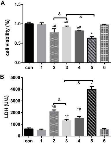 Figure 1 The effects of dexmedetomidine on the levels of myocardial cell injury due to H/R under different conditions were determined by measuring (A) the proportions of cell viability and (B) LDH release. The results are expressed as the mean ± SD. *p < 0.05 vs the control group; #P<0.05 vs the H/R group; &P<0.05 vs the DEX+H/R group. Con, control group; 1, normoxic incubation with dexmedetomidine; 2, hypoxic/reoxygenation incubation with dexmedetomidine and 4-phenyl butyric acid; 3, hypoxic/reoxygenation incubation with dexmedetomidine; 4. hypoxic/reoxygenation incubation with 4-phenyl butyric acid; 5. hypoxic/reoxygenation incubation; 6. normoxic incubation with 4-phenyl butyric acid.