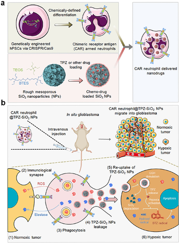 Figure 9 Schematic diagram of (a) the preparation of chimeric antigen receptor (CAR)-neutrophil-NPs using genetically engineered human pluripotent stem cells and (b) the mechanism of its roles for glioblastoma chemo-immunotherapy.