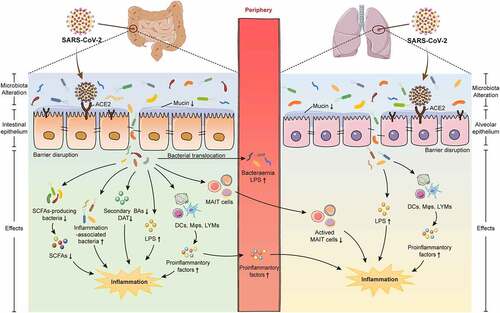 Figure 1. The role of gut microbiota in the pathogenies of COVID-19. Gut microbiota alteration contributes to immune dysfunction and severe disease in COVID-19 course. ACE2 in the gastrointestinal and respiratory tracts mediates SARS-COV-2 entry into the human body and subsequently triggers microbiota alteration and barrier function impairment in the gut and lung. Gut microbiota alteration is characterized by enrichment of inflammation-associated bacteria and decrease of SCFAs-producing bacteria. Gut microbiota alteration and barrier disruption provide opportunities for bacteria translocation, LPS and pro-inflammatory factors increase, SCFAs and secondary BAs and DAT decrease, taken together resulting in intestinal inflammation. Depleted commensal metabolites influence activation of MAIT cells in the host. Intestinal bacteria and inflammatory factors transfer into the blood and cause bacteremia and systemic inflammation. In the lung, microbiota alteration and barrier disruption increase LPS levels and trigger respiratory inflammation. COVID-19, coronavirus disease-19; SARS-CoV-2, severe acute respiratory syndrome coronavirus-2; SCFAs, short-chain fatty acids; DAT, desaminotyrosine; BAs, bile acids; LPS, lipopolysaccharide; ACE2, angiotensin converting enzyme 2; DCs, dendritic cells; LYMs, lymphocytes; Mφs, macrophages; MAIT, mucosal associated invariant T.