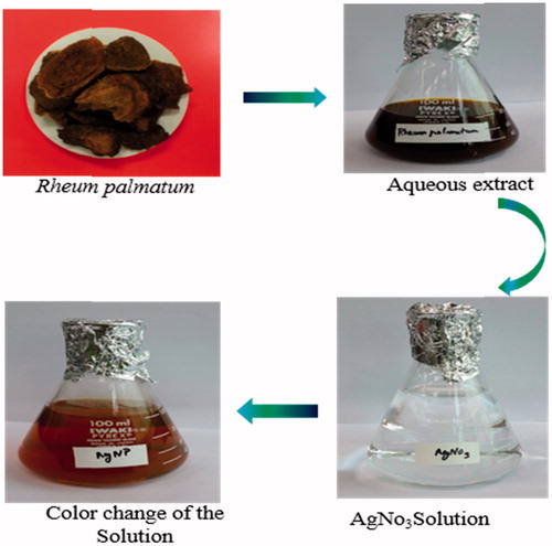 Figure 1. Schematic representation of synthesis of AgNps using Rheum Palmatum extract.