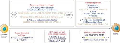 Figure 1 Main progressive mechanisms of CRPC.