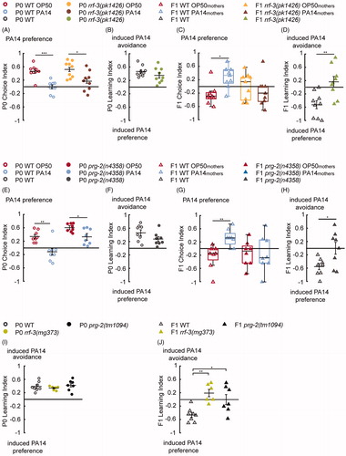 Figure 2. Training with pathogenic PA14 for 4 h increases offspring olfactory preference for PA14, in a small RNA pathway dependent manner. (A,B) Naive wild-type (WT) animals fed on E. coli OP50 (P0 WT OP50) prefer the odorants of PA14 (A), and training with PA14 (P0 WT PA14) decreases the preference (A,B). The deletion mutation rrf-3(pk1426) does not alter PA14 aversive learning in P0 mothers (A,B). n = 9 biological replicates each, droplet assay. (C,D) Progeny of WT trained mothers (F1 WT PA14mothers) show an increased preference for PA14 compared with progeny of WT naive mothers (F1 WT OP50mothers). The rrf-3(pk1426) deletion abolishes this increase (C), which produces a F1 Learning Index different from WT (D). n = 9 biological replicates each, two-choice assay. (E,F) The prg-2(n4358) mothers (P0s) learn to avoid PA14 similarly to WT. Further comparisons also show that CI of P0 WT OP50 is different from CI of P0 prg-2(n4358) OP50 (p < 0.01) and CI of P0 WT PA14 is different from CI of P0 prg-2(n4358) PA14 (p < 0.01). n = 8 biological replicates each, droplet assay. (G,H) The learning experience of P0s does not alter the olfactory preference in prg-2(n4358) F1s (G), which display defective F1 Learning Index in comparison with WT (H), n = 8 biological replicates each, two-choice assay. (I,J) The rrf-3(mg373) and prg-2(tm1094) mutant mothers learn similarly to WT (I, droplet assay) but show a defective F1 Learning Index (J, two-choice assay). n = 8, 6 and 7 biological replicates for WT, rrf-3(mg373) and prg-2(tm1094), respectively. For all, ***p < 0.001, **p < 0.01, *p < 0.05. Data are normally distributed in A, B, D–F, H–J and presented with Mean ± SEM; data are not normally distributed in C, G and presented with box plots (showing median, first and third quartile, whiskers extending to values within 2.7 standard deviations). More details in statistical analyses are in Supplemental Table 1.