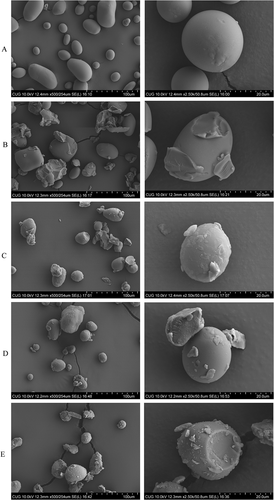 Figure 4. Scanning electron microscopic (SEM) micrographs of the potato starch with four fatty acids.
