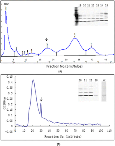 Figure 5. Chromatographic purification of NDPK-B from largemouth bass. (A) DEAE-Sepharose CL-6B chromatography; (B) Sephacryl S-200 gel filtration purification. The numbers at the top of each lane correspond to the fraction number. Target protein fractions under the bars were pooled.