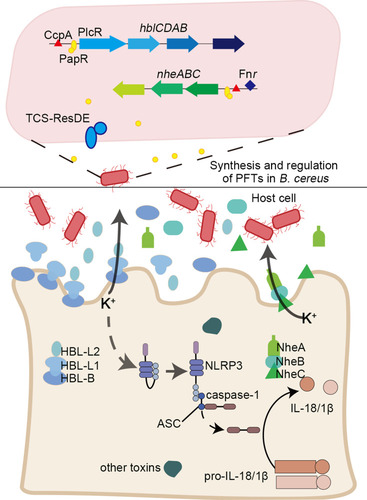 Figure 1 A brief summary of the regulation and pathogenic mechanisms of two typical α-PFTs, non-hemolytic enterotoxin (NHE) and hemolysin BL (HBL) toxins. The promoter regions of hblCDAB and nheABC are regulated by pleiotropic regulatory factor PlcR (along with the quorum sensing system signal molecule PapR), redox regulator Fnr, catabolic control protein CcpA, and two-component system ResDE. The three components of HBL and NHE were secreted and assemble on the cell membrane to form the pore in a specific order; B-L1-L2 and C-B-A. NHE and HBL cooperate to influence the secretion of K+ and activate an inflammatory response.