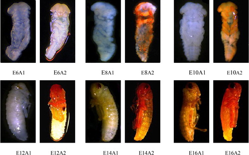Figure 8. Immunohistochemistry of L. migratoria in different developmental stages. A1, control group; A2, experimental group. E6, sixth stage of embryonic development; E8, eighth stage of embryonic development; E10, tenth stage of embryonic development; E12, twelfth stage of embryonic development; E14, fourteenth stage of embryonic development; E16, sixteenth stage of embryonic development.