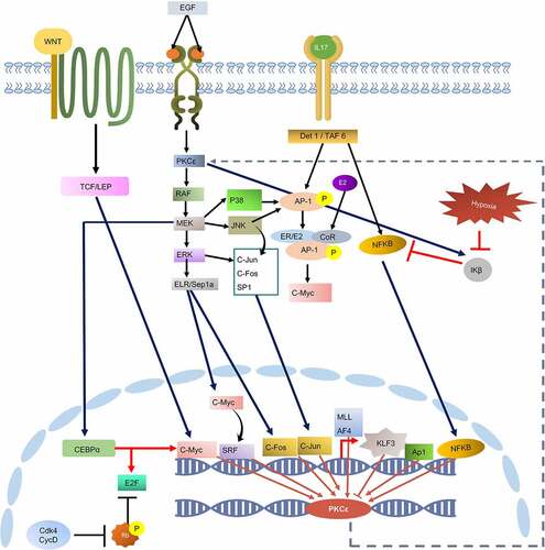 Figure 4. KEGG constructed pathway for the regulation of PKCε gene transcription. Cell signalling cascades such as WNT pathway, IL pathway, and EGFR/RAS/RAF pathway contributes to the activation of transcription factors that may bind with the transcription factor binding sites on PRKCE UTRs and regulate its transcription. PKCε also phosphorylates and activates RAF, through which PKCε may drive a positive feedback loop.