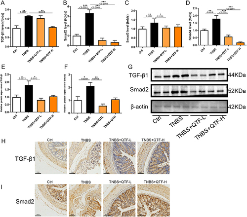 Figure 7 QTF alleviated colon fibrosis in TNBS-induced CD mice through TGF-β1/Smad. (A–D) mRNA expression levels of TGF-β1, Smad2, Smad3, and Smad4 in colon tissue. (E–G) Relative protein expression levels and band intensities of colonic fibrosis factors TGF-β1 and Smad2 in colon tissues, evaluated by Western blotting. (H–I) Protein expression levels of colonic fibrosis factor TGF-β1 and Smad2 in colon tissues, evaluated by immunohistochemistry. Scale bar = 100 μm. Data is expressed as mean ± SEM (n ≥ 5). *P < 0.05 vs TNBS group, **P < 0.01 vs TNBS group, ***P < 0.001 vs TNBS group.