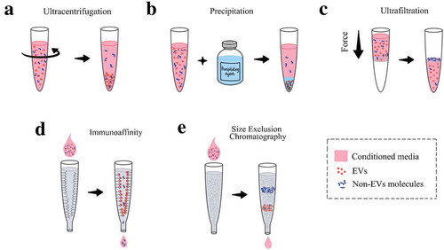 Figure 2. Common methods in isolating the extracellular vesicles. Ultracentrifugation is the method often utilised in experiments (A). Precipitation involves the use of an agent that allow for the pelleting of EVs (B). Ultrafiltration uses a filter to separate the EVs from the other molecules based off pore size in the filter (C). Immunoaffinity uses antibody to capture the EVs based on their surface markers (D). Size exclusion chromatography separate the EVs from the non-EVs molecules with a packed column of certain materials (E).