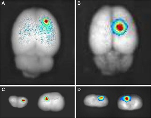 Figure 5 In vivo distribution of NPs in C6 glioma model.