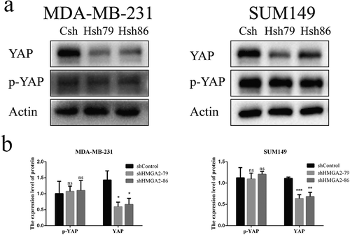 Figure 5. Interference with HMGA2 affects the expression of YAP protein