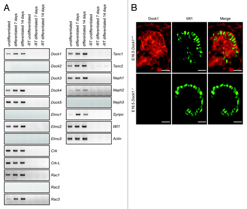 Figure 1. The Drosophila myoblast fusion machinery is expressed in mouse podocytes. (A) Mouse podocytes were differentiated in vitro for 7 or 14 d or left undifferentiated and expression of components of the Drosophila myoblast fusion machinery was evaluated by RT-PCR. (B) Dock1 is expressed in the kidney glomerulus. IHC analyses showing Dock1 (left), Wt1 (middle) and merge (right) expression in E16.5 Dock1+/+ and Dock1−/− glomerulus (Scale bar: 20 μm, 40x).