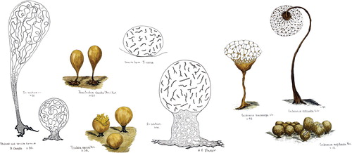 Fig. 2. Gladys Baker’s drawings of myxomycetes. Many of these drawing were used in both McBride and Martin (1934) and in CitationBaker (1933). Original plates are in the possession of the first author.