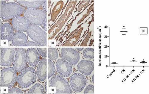 Figure 4. Immunohistochemistry (200×) of tumour necrosis factor-α (TNF-α) in rat testes from: (a) control group with minimal TNF-α expression; (b) cisplatin (CN) group showing a significant elevation of TNF-α reactivity; (c and d) epigallocatechin-3-gallate 40 mg/kg (EG 40) + CN, and EG 80 mg/kg (EG 80) + CN, respectively, showing significant decreases in TNF-α positivity; (e) immunoreactive area (μm2). Results are mean ± S.E.M., *p < 0.05 vs. control group, ▪p < 0.05 vs. CN group.