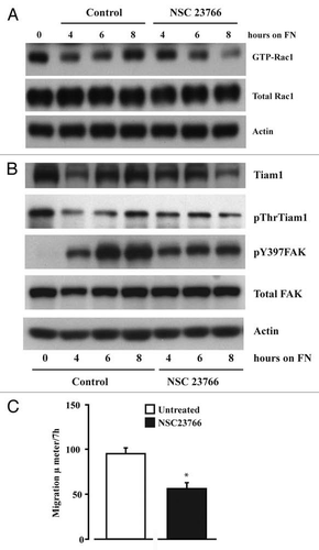 Figure 5 Inhibition of Tiam1-Rac1 binding abrogates Rac1 and FAK activity. IEC-6 cells were grown to confluence for 3 days and serum starved for 24 h. Cells were trypsinized, counted and conditioned in medium with 5% dialyzed FBS for 30 min at room temperature before plating on fibronectin-coated plates. One aliquot of cells was taken at 0 h. Cells were allowed to attach in the presence and absence of NSC23766 (120 µM) and lysed at timed intervals. (A) Western blot after GTP-Rac1 pull down (B) 20 µg protein was separated on SDS-PAGE and analyzed by western blotting using specific antibodies. (C) Migration studies were carried out as described in methods with or without NSC23766. Values are mean ± SEM of triplicates. *Significantly different compared to untreated (p < 0.05). Representative blots from three observations are shown.
