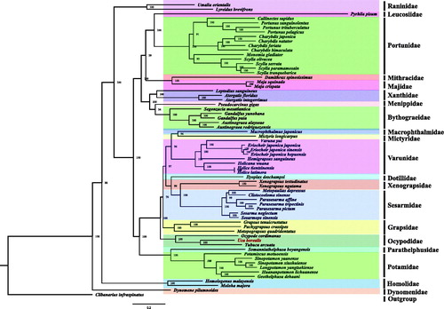 Figure 1. Phylogeny of Brachyura based on nucleotide sequences. The phylogenetic tree was inferred from the nucleotide sequences of 13 mitogenome PCGs using BI and ML methods. Numbers on branches indicate posterior probability (BI). Clibanarius infraspinatus was used as outgroup. The genbank accession numbers for all of the sequences is listed as follows: Atergatis floridus NC_037201.1, Atergatis integerrimus NC_037172.1, Austinograea alayseae NC_020314.1, Austinograea rodriguezensis NC_020312.1, Callinectes sapidus NC_006281.1, Charybdis feriata NC_024632.1, Charybdis japonica NC_013246.1, Charybdis natator NC_036132.1, Clibanarius infraspinatus NC_025776.1, Clistocoeloma sinense NC_033866.1, Dynomene pilumnoides KT182070.1, Eriocheir japonica hepuensis NC_011598.1, Eriocheir japonica japonica NC_011597.1, Eriocheir japonica sinensis NC_006992.1, Gandalfus puia NC_027414.1, Gandalfus yunohana NC_013713.1, Geothelphusa dehaani NC_007379.1, Grapsus tenuicrustatus NC_029724.1, Harybdis bimaculata MG489891.1, Helicana wuana NC_034995.1, Helice latimera NC_033865.1, Helice tientsinensis NC_030197.1, Hemigrapsus sanguineus NC_035307.1, Homologenus malayensis NC_026080.1, Huananpotamon lichuanense NC_031406.1, Ilyoplax deschampsi NC_020040.1, Leptodius sanguineus NC_029726.1, Longpotamon yangtsekiense NC_036946.1, Lyreidus brevifrons NC_026721.1, Macrophthalmus japonicus NC_030048.1, Maguimithrax spinosissimus NC_025518.1, Maja crispata NC_035424.1, Maja squinado NC_035425.1, Metopaulias depressus NC_030535.1, Metopograpsus quadridentatus MH310445, Mictyris longicarpus NC_025325.1, Moloha majora NC_029361.1, Monomia gladiator NC_037173.1, Ocypode cordimanus NC_029725.1, Ortunus pelagicus KR153996.1, Otamiscus motuoensis KY285013.1, Pachygrapsus crassipes NC_021754.1, Parasesarma affine MH310444, Parasesarma pictum MG580780, Parasesarma tripectinis NC_030046.2, Portunus pelagicus NC_026209.1, Portunus sanguinolentus NC_028225.1, Portunus trituberculatus NC_005037.1, Pseudocarcinus gigas NC_006891.1, Pyrhila pisum NC_030047.1, Scylla olivacea NC_012569.1, Scylla paramamosain NC_012572.1, Scylla serrata NC_012565.1, Scylla tranquebarica NC_012567.1, Segonzacia mesatlantica NC_035300.1, Sesarma neglectum NC_031851.1, Sesarmops sinensis NC_030196.1, Sinopotamon xiushuiense NC_029226.1, Sinopotamon yaanense NC_036947.1, Somanniathelphusa boyangensis NC_032044.1, Tubuca arcuata KX911977.1, Umalia orientalis NC_026688.1, Varuna yui NC_037155.1, Xenograpsus ngatama NC_035951.1, Xenograpsus testudinatus NC_013480.1.
