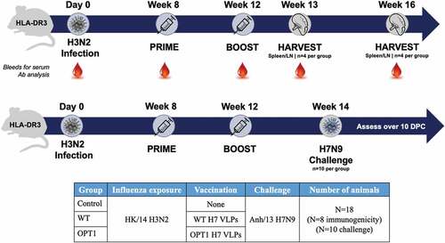 Figure 1. Study design. H3N2 pre-immune HLA-DR3 transgenic mice were used to evaluate the ability of the epitope enhancements to improve immunogenicity and protective efficacy against lethal challenge. Pre-immunity to H3N2 (1×106 PFU, Hong Kong/2014) was established by a single intranasal exposure prior to vaccination. Mice (N = 18/group) were immunized by the intramuscular route with wild-type H7N9 VLPs (A/Anhui/1/2013) or VLPs carrying OPT1 engineered H7N9 HA without adjuvant eight weeks post-exposure and boosted four weeks later. A group of H3N2 pre-immune mice was not vaccinated (control). Mice were sacrificed one week (N = 4/group) or four weeks (N = 4/group) after the boosting (N = 10/group) for immunogenicity analysis or mice (N = 10/group) were challenged intranasally with H7N9 virus (1×104 PFU, Anhui/2013) two weeks after boosting and monitored for weight loss and survival.