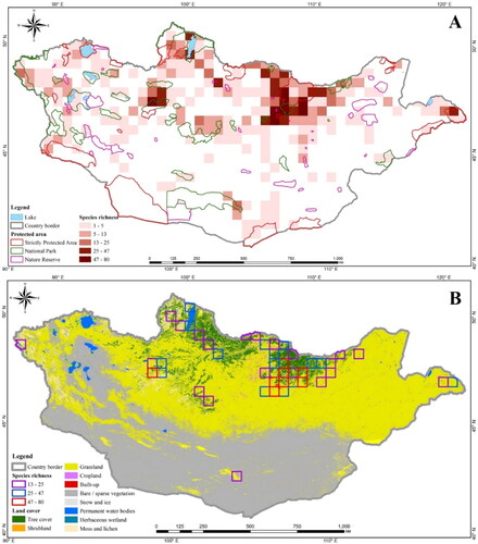 Figure 5. Species richness of macrofungi in Mongolia. (A) Species richness of macrofungi based on 0.5° × 0.5° grid cells with protected areas; (B) selected highly diverse macrofungal grids based on the general land cover of Mongolia.
