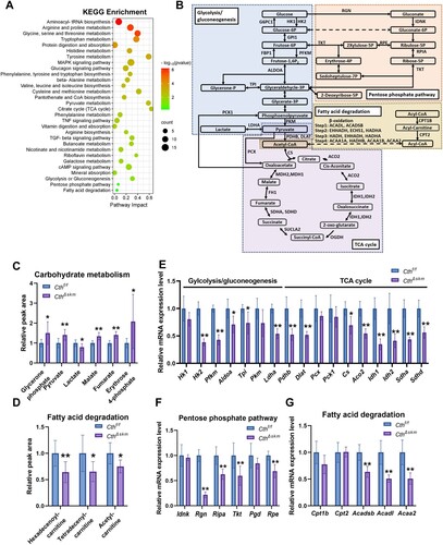 Figure 2. Energy metabolism was reduced in skeletal muscle in CthΔskm mice. The CthΔskm and littermate Cthf/f mice were housed under standard condition until 17 weeks old, and then sacrificed under deep anesthesia. GAS was obtained for quasi-metabolomics analysis, RNA-seq analysis, and Q-PCR. (A), integrated KEGG enrichment analysis of metabolomics and RNA-seq. (B), diagrammatic sketch map of glycolysis/gluconeogenesis, TCA cycle, pentose phosphate pathway, and fatty acid degradation. (C&D), the levels of metabolites in carbohydrate metabolism (C) and fatty acid degradation (D) between CthΔskm and Cthf/f mice (n = 8 in each group). (E–G), the mRNA levels of the enzymes in glycolysis/gluconeogenesis (E), TCA cycle (E), pentose phosphate pathway (F), and fatty acid degradation (G) determined by Q-PCR (n = 6 in each group). The data were expressed as mean ± SEM. *p < 0.05, **p < 0.01. G6PC1, glucose-6-phosphatase catalytic subunit 1; GPI1, glucose-6-phosphate isomerase 1; FBP1, fructose bisphosphatase 1; OGDH, oxoglutarate (alpha-ketoglutarate) dehydrogenase (lipoamide); SUCLA2, succinate-Coenzyme A ligase, ADP-forming, beta subunit; FH1, fumarate hydratase 1; MDH1, malate dehydrogenase 1, NAD (soluble); MDH2, malate dehydrogenase 2, NAD (mitochondrial); EHHADH, enoyl-Coenzyme A, hydratase/3-hydroxyacyl Coenzyme A dehydrogenase; ECHS1, enoyl Coenzyme A hydratase, short chain, 1, mitochondrial; HADHA, hydroxyacyl-CoA dehydrogenase trifunctional multienzyme complex subunit alpha; HADH, hydroxyacyl-Coenzyme A dehydrogenase; HADHB, hydroxyacyl-CoA dehydrogenase trifunctional multienzyme complex subunit beta; ACAA1A, acetyl-Coenzyme A acyltransferase 1A; ACAA1B, acetyl-Coenzyme A acyltransferase 1B; Hk1, hexokinase 1; Hk2, hexokinase 2; Pfkm, phosphofructokinase, muscle; Aldoa, aldolase A, fructose-bisphosphate; Tpi, triosephosphate isomerase 1; Pkm, pyruvate kinase, muscle; Ldha, lactate dehydrogenase A; Pck1, phosphoenolpyruvate carboxykinase 1, cytosolic; Pcx, pyruvate carboxylase; Pdhb, pyruvate dehydrogenase (lipoamide) beta; Dlat, dihydrolipoamide S-acetyltransferase; Cs, citrate synthase; Aco2, aconitase 2, mitochondrial, Idh1, isocitrate dehydrogenase 1 (NADP+), soluble; Idh2, isocitrate dehydrogenase 2 (NADP+), mitochondrial; Sdha, succinate dehydrogenase complex, subunit A, flavoprotein (Fp); Sdhd, succinate dehydrogenase complex, subunit D, integral membrane protein; Rgn, regucalcin; Idnk, idnK gluconokinase homolog (E. coli); Rpia, ribose 5-phosphate isomerase A; Rpe, ribulose-5-phosphate-3-epimerase; Tkt, transketolase; Pgd, phosphogluconate dehydrogenase; Cpt1b, carnitine palmitoyltransferase 1b, muscle; Cpt2, carnitine palmitoyltransferase 2; Acadl, acyl-Coenzyme A dehydrogenase, long-chain; Acadsb, acyl-Coenzyme A dehydrogenase, short/branched chain; Acaa2, acetyl-CoA acyltransferase 2.