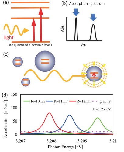 Figure 3. (a) Schematic illustration of optical transitions between size-quantized electronic levels in nanomaterials. (b) Schematic illustration of the absorption spectrum of nanomaterials with peak structures of resonant absorption at quantized excitonic levels. (c) Schematic illustration of selective optical response for a specific light frequency by electronic resonance of a particular particle size. (d) Calculated spectra of acceleration exerted on CuCl nanoparticles with radii of 10, 11, and 12 nm irradiated by a traveling plane wave. The damping constant is assumed to be 0.2 meV. See Ref [Citation32] for calculation details