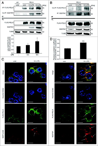 Figure 2. LPS stimulation induces PELI3 binding to the autophagy adaptor protein SQSTM1. (A and B) RAW264.7 cells stably overexpressing FLAG-tagged PELI3 were stimulated with LPS for 3 h and 6 h or remained untreated as control. After cell lysis IP of FLAG-tagged PELI3 (A) was performed with FLAG-antibody and Dynabeads® and for SQSTM1-IP (B) Dynabeads® were coupled with SQSTM1-antibody. (A) SQSTM1 to FLAG-PELI3 IP-interaction (SQSTM1/FLAG) is shown in the densitometric quantification, representing the mean ± SEM of at least 3 individual experiments (*P < 0.05 vs. unstimulated sample). (C and D) Immunofluorescence analysis of PELI3 colocalization with autophagy markers. RAW264.7 cells overexpressing FLAG-tagged PELI3 were subjected to 6 h LPS treatment, fixed and stained with an anti-FLAG antibody and antibodies against endogenous MAP1LC3B (C) and SQSTM1 (D), respectively. Nuclei were counterstained by Hoechst 33342. Representative images of at least 3 individual experiments are shown. Arrows indicate colocalization of FLAG-tagged PELI3 and MAP1LC3B or SQSTM1. Scale bars: 5 μm. (D) Colocalization of FLAG-PELI3 with SQSTM1 is quantified by the Pearsons correlation coefficient (FLAG/SQSTM1) and represents the mean ± SEM of at least 3 individual experiments (***P < 0.001 vs. unstimulated sample).