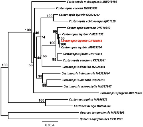 Figure 3. A maximum-likelihood (ML) based phylogenetic tree of Castanopsis hystrix using Quercus aquifolioides and Q. tungmaiensis as outgroups. The scale bar represents the number of nucleotide substitutions per site. The numbers on each node indicated the ML bootstrap support with 1000 replicates. The following sequences were used: Castanea seguinii MF996572, Castanea henryi MH998384 (Gao et al. Citation2019), Castanopsis carlesii MK745999 (Sun et al. Citation2019), Castanopsis concinna KT793041, Castanopsis echinocarpa KJ001129, Castanopsis fargesii MK571045 (Ye et al. Citation2019), Castanopsis fordii ON710841 (Wang et al. Citation2023), Castanopsis hystrix OQ024217, Castanopsis hystrix ON184044 (this study), Castanopsis hystrix OM321038, Castanopsis hystrix MZ433364, Castanopsis sieboldii MZ028444 (Park et al. Citation2021), Castanopsis hainanensis MG383644 (Chen et al. Citation2018), Castanopsis mekongensis MW043480 (Peng et al. Citation2021), Castanopsis sclerophylla MK387847 (Ye et al. Citation2019), Castanopsis tibetana ON710842, Quercus aquifolioides KX911971 (Yang et al. Citation2018), Quercus tungmaiensis MF593893 (Yang et al. Citation2018).