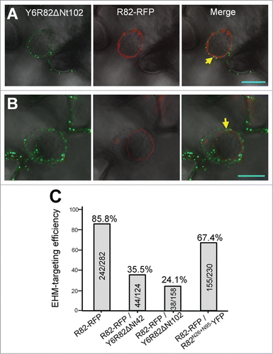 Figure 4. Expression of YFP-Lti6b–tagged RPW8.2 variants compromises EHM-targeting of RPW8.2-RFP. (A–B) Representative confocal image (single optical section) showing that strong RFP signal from RPW8.2-RFP at the EHM often coincided with no or weak YFP signal from Y6R82ΔNt102 around the EHM (A) or that strong YFP signal in puncta docked around the EHM often correlated with no or weak RFP signal from RPW8.2-RFP at the EHM (B). Bar represents 10 μm. (C) Quantification of EHM targeting efficiency in leaf epidermal cells of plants with indicated genotypes. Haustoria were visualized by propidium iodide staining. EHM targeting efficiency of RPW8.2-RFP was calculated as the percentage of haustoria with RFP–labeled EHM vs. total haustoria using the numbers in the columns.