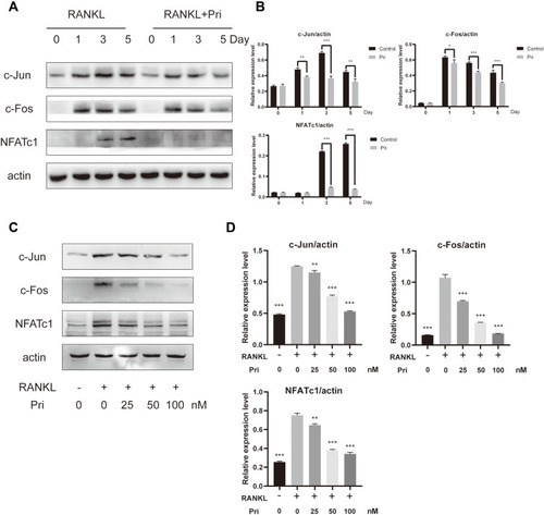 Figure 5 Pri inhibits RANKL-induced c-Fos/c-Jun and NFATc1 signaling pathway. (A and C) Pri suppressed RANKL-induced c-Jun, c-Fos and NFATc1 protein expression. (B and D) Quantification of c-Jun, c-Fos and NFATc1 expression levels (n=3). Data represent mean ± SD, *P < 0.05, **P < 0.01, ***P < 0.001 relative to RANKL-only-treated control.