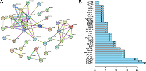 Figure 3 Protein interaction network diagram of common DEGs and identifying of hub genes. (A) The protein interaction network diagram of the common DEGs using online analysis tool STRING. (B) The ranking column chart of the hub genes by R software (top 30 genes).