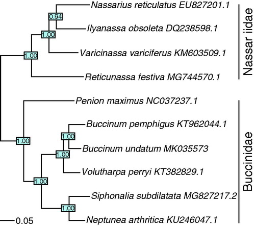 Figure 1. Phylogeny of Buccinum undatum based on the complete mitochondrion. The tree is reconstructed using maximum likelihood. The tree was rooted with Rapana venosa KM213962, (not shown). Numbers at nodes present support with the aLRT values obtained with the GTR model in seaview (Gouy et al. Citation2010).