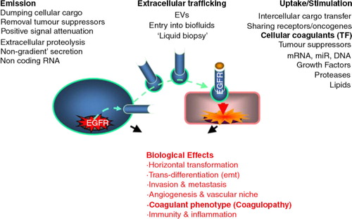 Fig. 1.  The diverse roles of vesiculation in cancer.