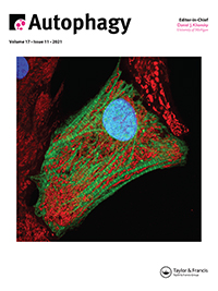 Cover image for Autophagy, Volume 17, Issue 11, 2021