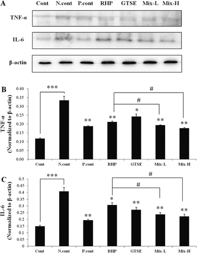Figure 2. Combined effects of RHP and GTSE on MIA-induced TNF-α and IL-6 expression. (A) Representative gel blots of TNF-α, IL-6, and β-actin (as loading control) using specific antibodies. (B) Combined effects of RHP and GTSE on the induction of TNF-α over-expression by MIA injection. (C) Combined effects of RHP and GTSE on IL-6 expression in an osteoarthritis rat model. Data are expressed as the mean latency ± SEM. *P < 0.05; **P < 0.01; ***P < 0.001, significantly different from the negative control group, and #P < 0.05; ##P < 0.01; ###P < 0.001, significantly different from the RHP group.