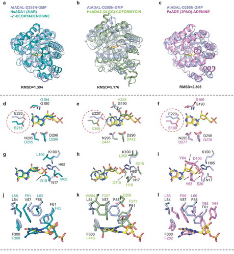 Figure 5. Structural comparisons reveal substrate binding preference of AtADAL. (A–C) Superposition of the structures of AtADAL (in light blue) with HsADA1-2ʹ-deoxyadenosine complex (PDB code: 3IAR, in teal) (A), HsADA2-coformycin complex (PDB code: 3LGG, in green) (B), and PaADE-adenine complex (PDB code: 3PAO, in violet) (C). (D–L) Detailed comparisons of base specific substrate binding. The colors are same as in panels A-C. The differences associated with base-specific recognitions are highlighted by red circle or black arrows