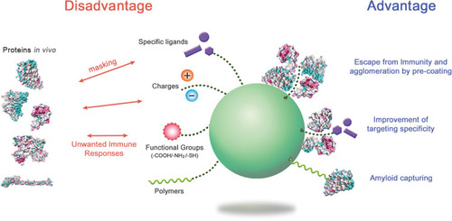 Figure 6 The advantages and disadvantages of protein corona formation.Notes: By regulating the protein coronas through appropriate surface modification and NP selection, the biological behavior of NPs in the body could be improved. Structural studies on the corona proteins in NP systems may provide insight into how to handle the NPs.Abbreviation: NPs, nanoparticles.