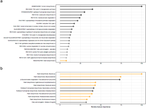 Figure 4. Discriminative features for CD8+ MAIT percentages based on A. delta Fecal metagenomics pathways with explained variance: 25.7% B. Delta fecal metagenomics of bacteria belonging to the 20 pathways depicted in A. explained variance 14.6%. XGBoost regression models were applied. Black circumference indicated relation to flavin biosynthesis pathway.