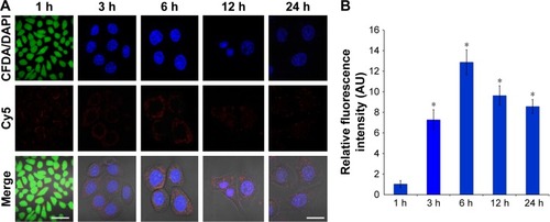 Figure 4 Confocal images of Cy5-labeled miR-26a-loaded Apo-Exo in HepG2 cells recorded at different time points.Notes: (A) The uptake of Apo-Exo in different time points (1 h, 3 h, 6 h, 12 h, and 24 h). (B) The relative fluorescence in the Apo-Exo treated HepG2 cells. Scale bar: the first list is 50 μm, and the rest is 10 μm. All data are shown as mean ± SD compared to 1 h group with significance value *p<0.05 (n=3).Abbreviation: Apo-Exo, Apo-A1-Exosomes.