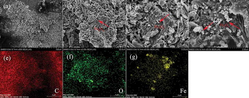 Figure 3. SEM images at different expansion ratios (a–d) and carbon, oxygen, and iron maps of MBC obtained by molten salt route (e–g). A color version is available online.