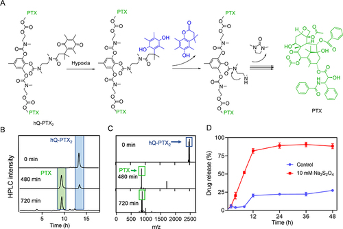 Figure 1 Hypoxia-induced hQ-PTX2 degradation and PTX release. (A) Degradation mechanism of hQ-PTX2. HPLC (B) and LC-MS (C) analysis of hQ-PTX2 degradation upon incubation with Na2S2O4 (10 mM). (D) The PTX release profiles of hQ-PTX2 with or without Na2S2O4 (n = 3).