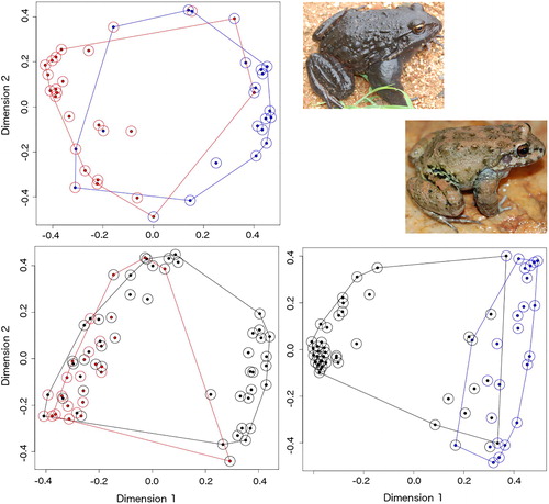 Figure 1 Discrimination according to environmental variables related to oviposition site in two Leptodactylus (Anura) species in South Cerrado (Brazil). Above left, interspecific analysis (Leptodactylus labyrinthicus x Leptodactylus syphax). Below left – Nests and random points to L. labyrinthicus (red, inset above). Below right – Nests and random points to L. syphax (blue, inset below). Random points in black. All plots are displays of a Multidimensional Scale Analysis on Random Forest results. Inset photos not in scale.