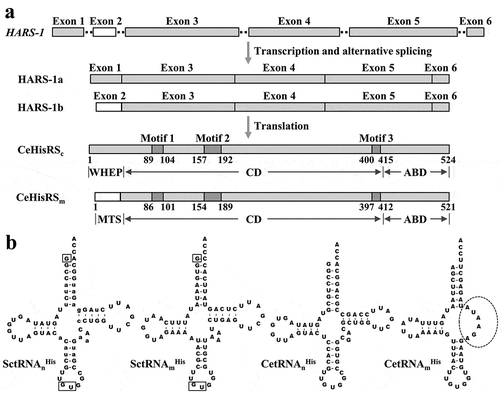 Figure 1. C. elegans HisRS isoforms and tRNAHis isoacceptors.(a) Generation of two CeHisRS isoforms. CeHisRSc and CeHisRSm possess essentially the same polypeptide sequence except for the N-terminal domain, with WHEP (residues 1 ~ 63) in CeHisRSc and MTS (residues 1 ~ 33) in CeHisRSm. Relative positions of the functional domains in CeHisRS are marked. CD, catalytic domain; ABD, anticodon-binding domain. (b) tRNAHis isoacceptors. Identity elements that are crucial for recognition of SctRNAnHis by ScHisRS are boxed. The defective TψC arm in CetRNAmHis is marked with a dashed circle. The small letters in SctRNAnHis denote the different nucleotides between SctRNAnHis and CetRNAnHis.
