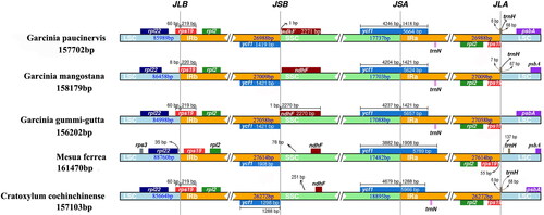 Figure 4. Comparison of border positions of LSC, SSC and IRs among five species.