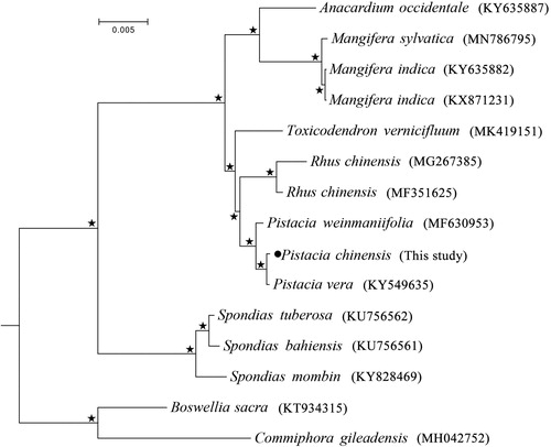 Figure 1. Maximum likelihood (ML) phylogeny of Anacardiaceae based on all the chloroplast protein-coding genes of 11 species from six genus with Commiphora gileadensis and Boswellia sacra as outgroups. “★” at each node represents nodes with 100% BS (bootstrap values of probabilities).