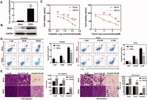 Figure 2. Effects of REG4 on cellular phenotypes of ovarian cancer cells. (A) After transfection of a regenerating gene 4 (REG4)-overexpressing plasmid, REG4 mRNA was detected in CAOV3 cells by real-time reverse transcriptase (RT)–PCR. (B) After transfection of REG4-overexpressing plasmid, REG4 protein was detected in CAOV3 cells by western blot. (C) The effect of REG4 expression on the proliferation of CAOV3 cells treated with cisplatin or taxol. (D) The effect of REG4 expression on apoptosis in CAOV3 cells treated with cisplatin or taxol. (E) The effect of REG4 expression on migration and invasion by CAOV3 cells treated with cisplatin or taxol. Note: compared with control, *p < .05; **p < .01; ***p < .001.