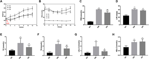 Figure 2 General characteristics and blood glucose and lipids level of rats (n=6/group). (A) BW of rats during 12 weeks after STZ injection. (B) FBG of rats during 12 weeks after STZ injection. (C–H) Levels of FBG, L/W, TC, TG, LDL-C, and HDL-C of rats respectively. *P < 0.05, **P < 0.01 vs NC group; #P < 0.05, ##P < 0.01 vs DM group.