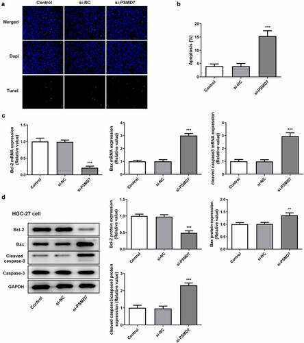 Figure 3. PSMD7 silencing expedited gastric cancer cell apoptosis. (A&B) Apoptotic HGC-27 cells after transfection of none, si-NC or si-PSMD7, and the apoptosis rate, detected through TUNEL assay. ***P < 0.001 vs si-NC (C&D) The expression of Bcl-2, Bax and cleaved caspase 3 in cells transfected with si-PSMD7, detected by qPCR and Western blot. **P < 0.01, ***P < 0.001 vs si-NC.