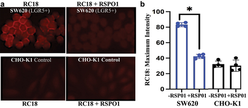 Figure 5. RC18 cell binding in the absence and presence of human recombinant RSPO1. a) Fluorescence microscopy of SW620 CRC cells (top) vs. CHO-K1 (LGR5-) cells (bottom). b). RSPO1 reduced RC18 binding by over 50% in SW620 cells but by less that 2% in the LGR5-negative CHO cells by ImageJ. (*p < 0.05; N = 4).