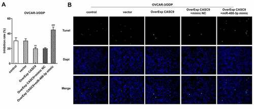 Figure 6. Effects of miR-488-3p overexpression on cell resistance and apoptosis in OVCAR-3/DDP cells. A, Cell inhibitory rate was detected by CCK-8 assay after transfection with OverExp-CASC9 in the presence and absence of miR-488-3p mimic. B, Tunel assay was carried out to assess cell apoptosis after transfection with OverExp-CASC9 in the presence and absence of miR-488-3p mimic. Data are expressed as mean ± SD. ***P < 0.01 versus vector; ##P < 0.01, ###P < 0.001 versus OverExp-CASC9+ mimic NC