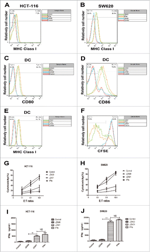 Figure 7. JZA01 treatment enhances DCs maturation and activity. (A) Flow cytometry assay of the expression of MHC class I of HCT-116 under different treatments (JZA00 50 nM, JZA01 50 nM, and IFNα 100 nM) for 48 h. (B) Flow cytometry assay of the expression of MHC class I of SW620 under different treatments (JZA00 50 nM, JZA01 50 nM, and IFNα 100 nM) for 48 h. (C), (D), and (E) Immature dendritic cells were isolated from non-activated huPBMCs and incubated under different treatments of 72 h. The expression of CD80, CD86, and MHC class I were detected by the flow cytometry assay. (F) CD8+ T cells labeled with CFSE were co-cultured for 48 h with DCs (10:1) pretreated with different treatments in (C) and isolated using human CD8+ T cells isolation kit (BD Bioscience;557766) before detected by flow cytometry assay. (G) and (H) CD8+ T cells together with DCs (10:1, in (F)) as effectors, E:T ratio 1:1, 5:1, 10:1, time point of 24 h, Abs 50 nM, IFNα 100 nM, cytotoxicity% were analyzed by LDH release assay. Data were presented as mean of three repeats. % Cytotoxicity = [(experimental − effector spontaneous − target spontaneous)/(target maximum − target spontaneous)]×100. (G) represents the cytotoxicity% of HCT-116, < (H) represented the cytotoxicity % of SW620. (I) and (J) CD8+ T cells together with DCs (10:1, in (F)) as effectors, E:T ratio 10:1, time point of 24 h, Abs 50 nM, IFNα 100 nM, the production of IFNγ was measured by ELISA kit. (I) HCT-116 as target cells; (J) SW620 as target cells.